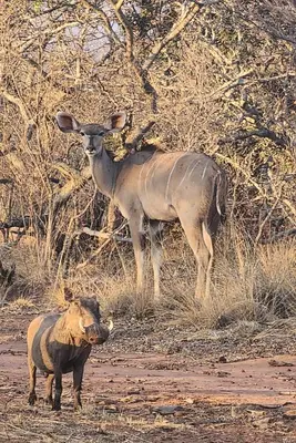 a deer and a rhino standing in a field at Verloren Lodge in Modimolle
