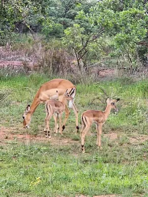 a group of gazelles standing in a field at Verloren Lodge in Modimolle