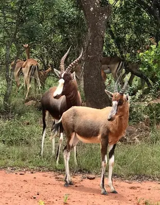a group of animals standing next to a tree at Verloren Lodge in Modimolle