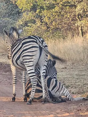 two zebras standing next to each other on a dirt road at Verloren Lodge in Modimolle