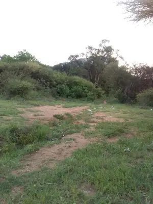 a dirt field with grass and trees in the background at Phalaborwa tourist center & tour operator in Makushane Location