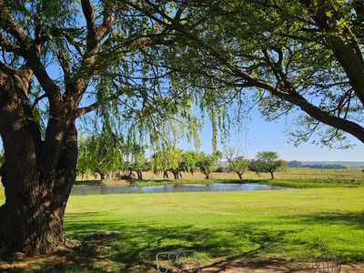 a tree in a field next to a lake at Oudezwaanskraal Game Farm in Waaikraal