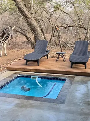 a zebra standing next to two chairs and a swimming pool at Ratel Katel in Marloth Park