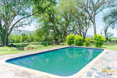 a swimming pool in a yard with trees at The Orange Tree Guest House in Nelspruit