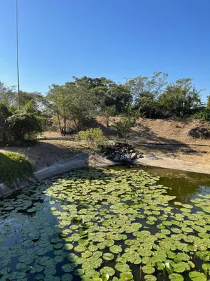 a pond filled with lots of green lily pads at The Solis Aparthotel in Mzinti