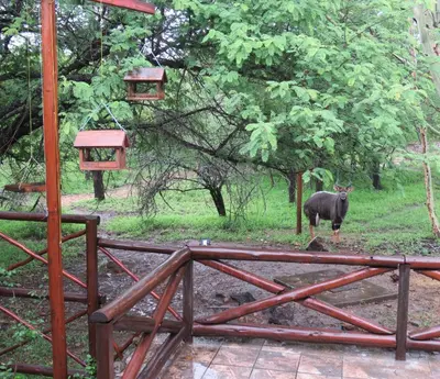 a black animal standing in a field near trees at Milkwood Holiday Home in Marloth Park