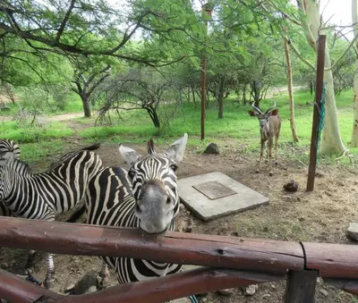two zebras and an antelope standing next to a fence at Milkwood Holiday Home in Marloth Park