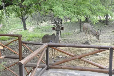two animals standing in a field near some trees at Milkwood Holiday Home in Marloth Park