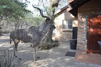 a statue of a animal standing in front of a building at Milkwood Holiday Home in Marloth Park