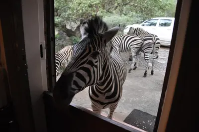 a zebra standing in front of a group of zebras at Milkwood Holiday Home in Marloth Park