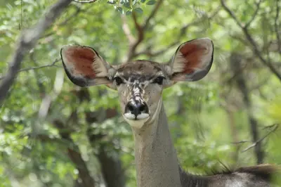 a close up of a deers head with trees in the background at Izintaba Private Game Reserve Waterberg in Vaalwater