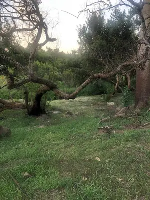 a uprooting tree in a field of grass at Uitpak in Barberton