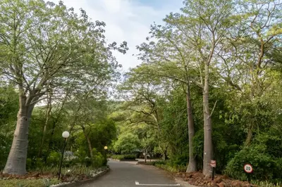 a road through a forest with trees on either side at First Group Sanbonani Resort in Hazyview