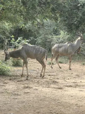 two zebras walking in a field with trees at Villa in the Wild in Marloth Park