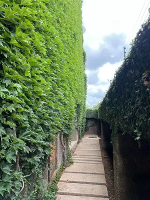 a hedge alley with a walkway between two buildings at 15 On Slice in Polokwane