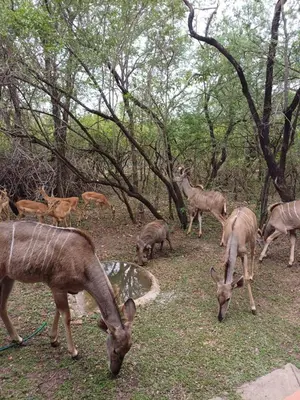 a group of deer grazing in the woods at At Kruger's Heartbeat in Marloth Park