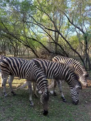 a group of zebras eating grass in a field at At Kruger's Heartbeat in Marloth Park