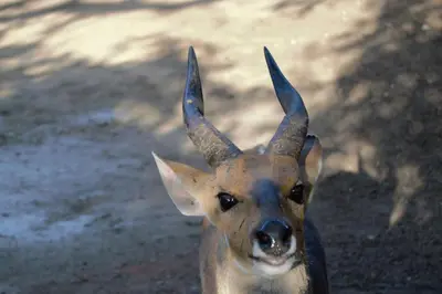 a gazelle with horns is looking at the camera at At Kruger's Heartbeat in Marloth Park