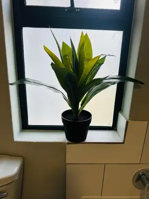 a potted plant sitting on a window sill at Homely Stay 2 in Kempton Park