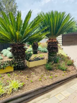 two palm trees in a garden with plants at The Adress in Midrand