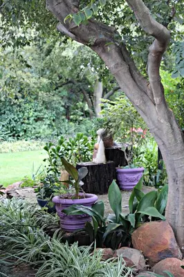 a garden with purple pots of plants and a tree at ilyn pottery cottage in Pretoria