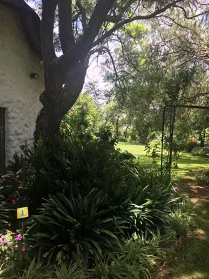 a garden with a tree and some plants at ilyn pottery cottage in Pretoria