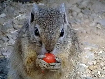 a squirrel holding an apple in its mouth at Roodewal Bush Lodge in Mhalamhala