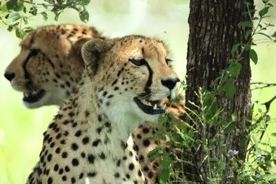 two cheetahs are standing next to a tree at Roodewal Bush Lodge in Mhalamhala