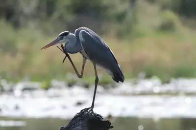 a bird standing on top of a tree branch at Roodewal Bush Lodge in Mhalamhala