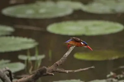 a small bird sitting on a tree branch at Roodewal Bush Lodge in Mhalamhala