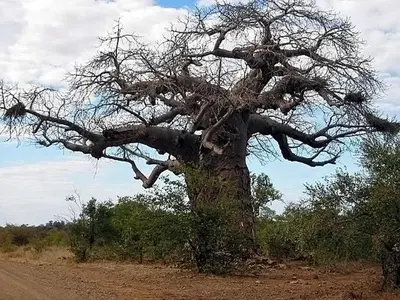 a tree on the side of a dirt road at Roodewal Bush Lodge in Mhalamhala