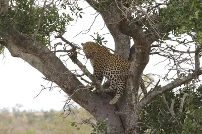 a leopard sitting on top of a tree at Roodewal Bush Lodge in Mhalamhala