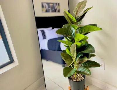 a potted plant in a room with a bedroom at A small haven - The blyde crystal lagoon in Pretoria