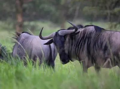 two animals standing in a field of grass at Nonaka in Louis Trichardt
