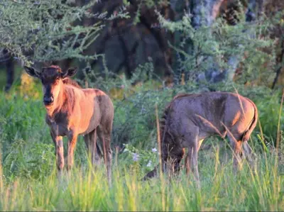 two animals standing in a field of tall grass at Nonaka in Louis Trichardt