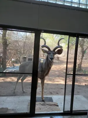a ram with large horns standing behind a window at Gemsbokrus in Marloth Park