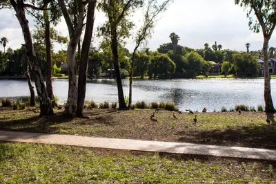 a group of ducks walking on the grass near a lake at 118 Bayley Street in Benoni