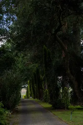 a tree lined road with a tree archway at Highveld Splendour Boutique Bed and Breakfast in Ermelo