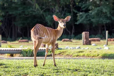 a baby deer is standing in the grass at Harties Is Africa Safari Lodge in Hartbeespoort
