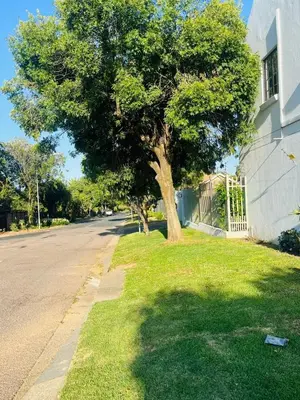 a tree on the side of a street next to a building at House 22 on Alice in Centurion