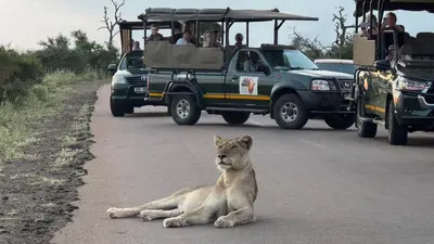 a lion laying on the road in front of a vehicle at Sounds of Kruger Safari Villa in Marloth Park