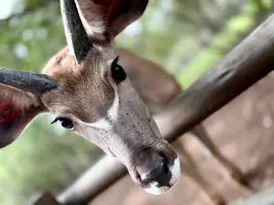 a close up of a gazelle looking at something at Sounds of Kruger Safari Villa in Marloth Park