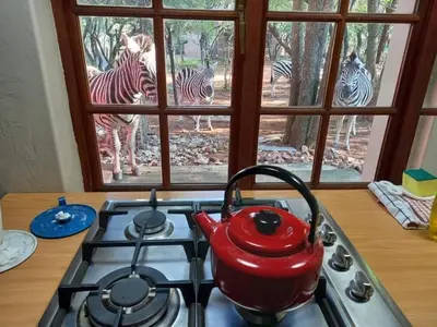 a red tea kettle on a stove with zebras outside a window at Warthog Corner in Leeupoort