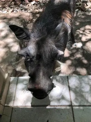 a close up of a donkey with its head on the ground at Warthog Corner in Leeupoort