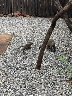 two animals walking around on rocks in a yard at Warthog Corner in Leeupoort