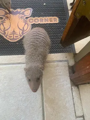 a hedgehog standing on the floor of a house at Warthog Corner in Leeupoort