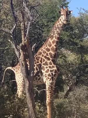 two giraffes are standing next to a tree at Warthog Corner in Leeupoort