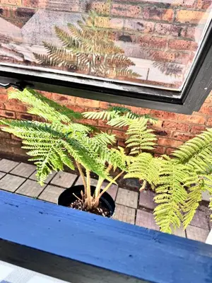a plant in a pot in front of a brick wall at Cozy Suburban Escape in Benoni