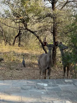 a goat standing next to a tree with a bird behind it at Wabisabi the wild at your doorstep in Marloth Park