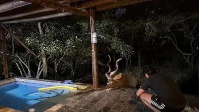 a man sitting next to a deer next to a pool at Wabisabi the wild at your doorstep in Marloth Park